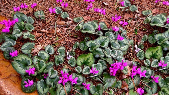 Cyclamen ibericum